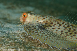 BD-110319-Puerto-Galera-4169-Dactyloptena-orientalis-(Cuvier.-1829)-[Oriental-flying-gurnard].jpg